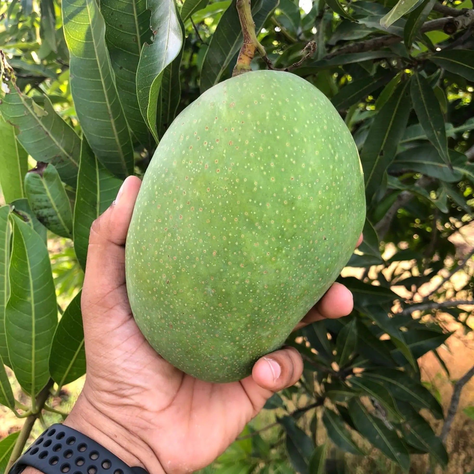 Himampasand Mango - ₹300/Kg
