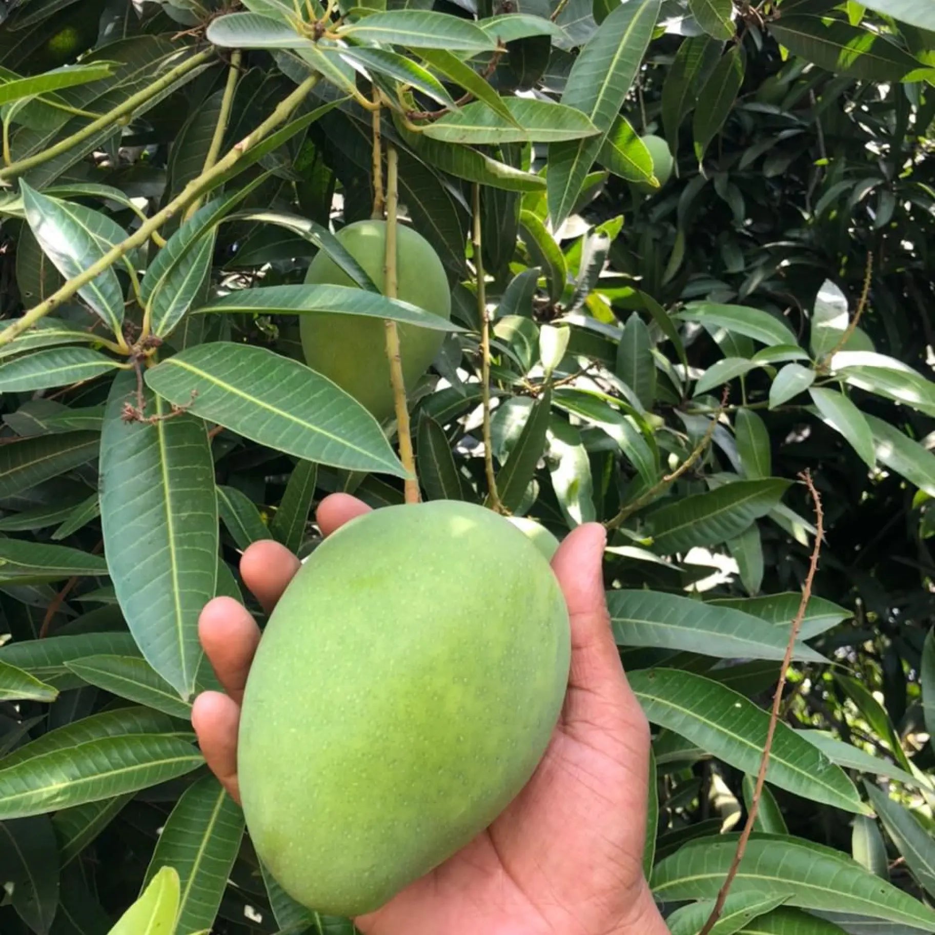 Banganapalli Mango - ₹180/Kg