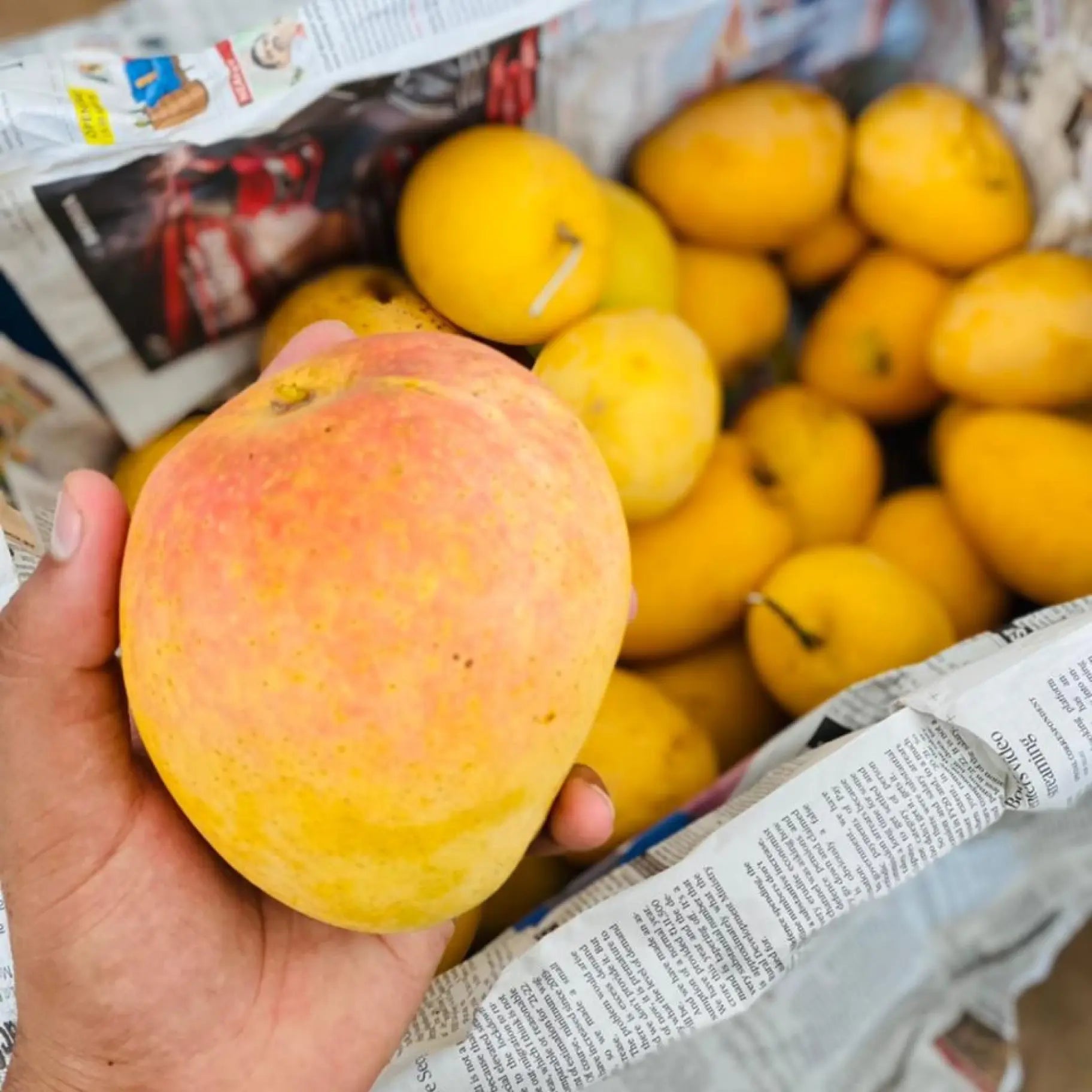 Jawahari Mango - ₹200/Kg