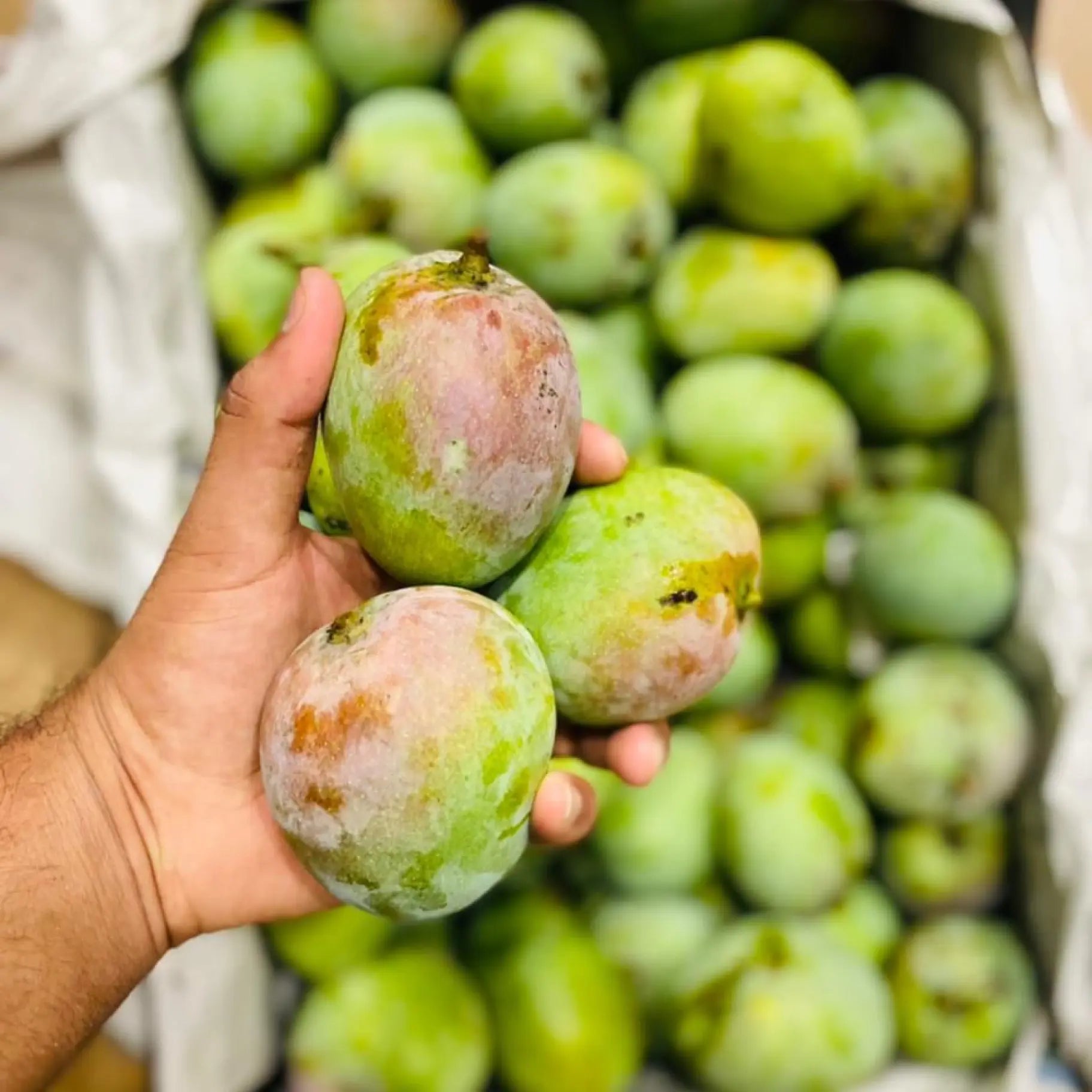 Senthura Mango - ₹150/Kg