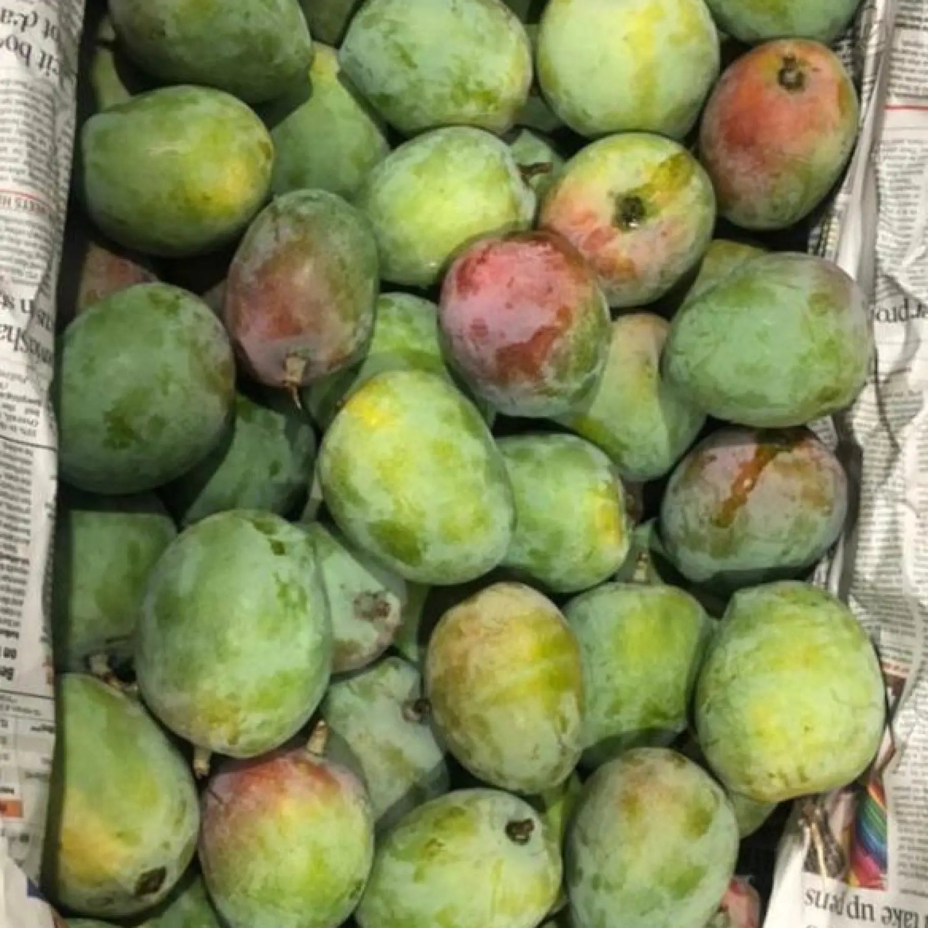 Senthura Mango - ₹150/Kg